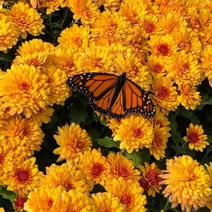 Meet your Posher, Misty